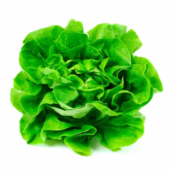 LECHUGA ESPAÑOLA