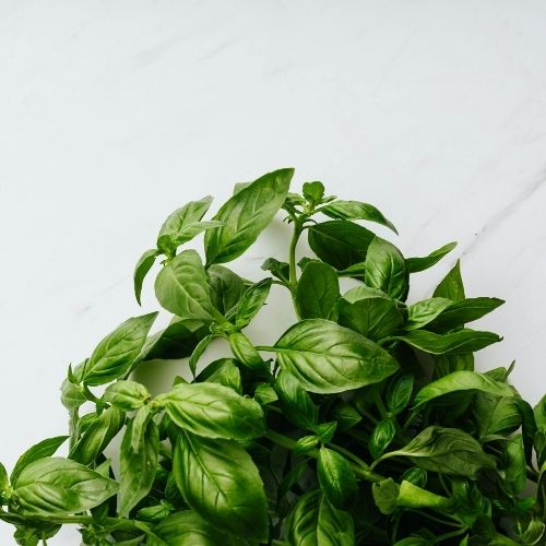 Albahaca - Mayorista (1 KG)