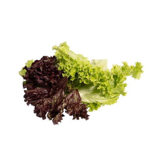 Mix Lechuga Lolo V. y Lolo Rosa - Mayorista (Kg)